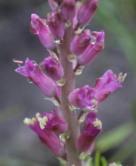 Lachenalia salteri