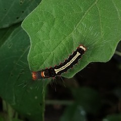 Orvasca