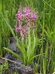 Lachenalia salteri