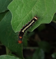 Orvasca