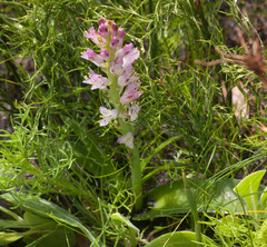 Lachenalia salteri
