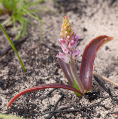Lachenalia salteri