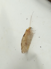 Hemerobius marginatus