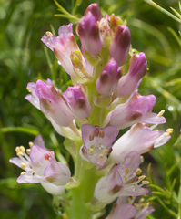 Lachenalia salteri