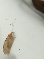 Hemerobius marginatus