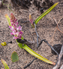 Lachenalia salteri