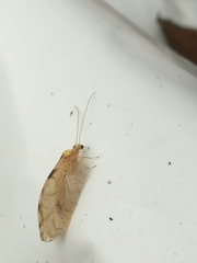 Hemerobius marginatus