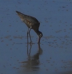 Limosa
