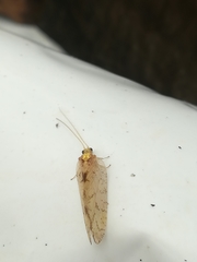 Hemerobius marginatus