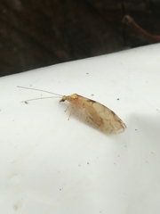 Hemerobius marginatus