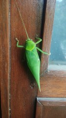 Pseudophyllus neriifolius