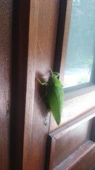 Pseudophyllus neriifolius