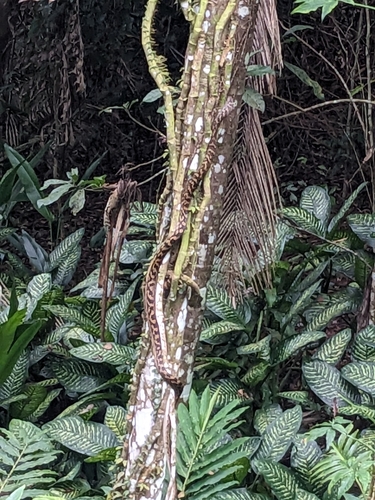 Australian Scrub Python sighting