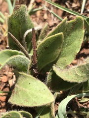 Gerbera viridifolia