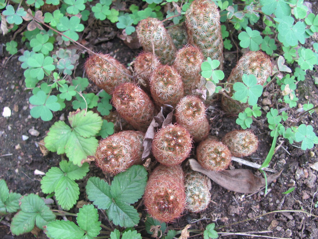 Мамілярія — Mammillaria elongata