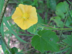 Abutilon grantii