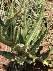 Pachycarpus schinzianus