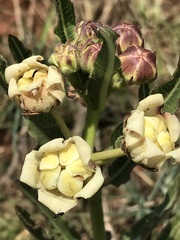 Pachycarpus schinzianus