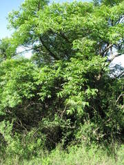 Commiphora woodii
