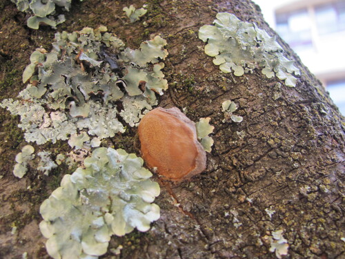 Cushion Bracket (Phellinus pomaceus)