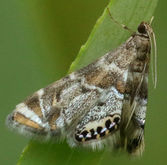 Petrophila confusalis