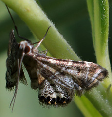 Petrophila confusalis