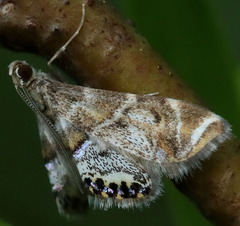 Petrophila confusalis