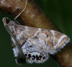 Petrophila confusalis