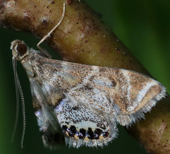 Petrophila confusalis