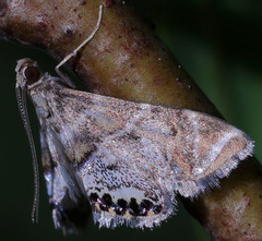 Petrophila confusalis