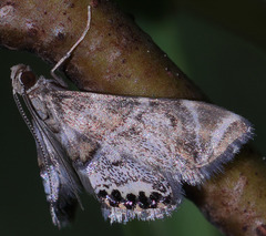 Petrophila confusalis