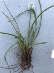 Cyperus cristatus