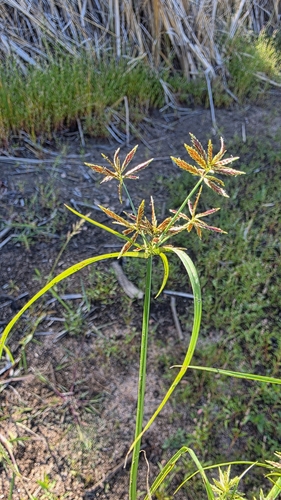 Parish's flatsedge (Cyperus parishii)