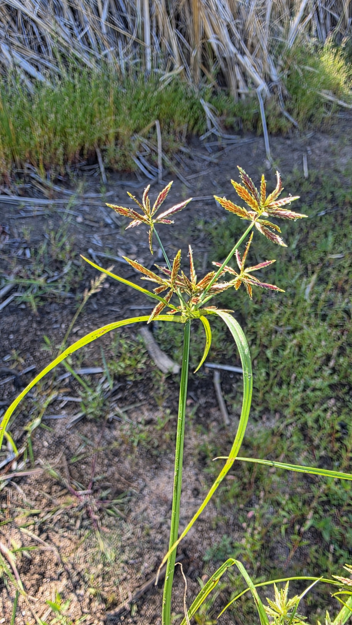 Cyperus parishii