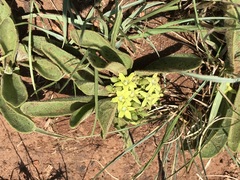 Vangueria pygmaea