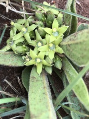 Vangueria pygmaea