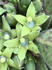 Vangueria pygmaea