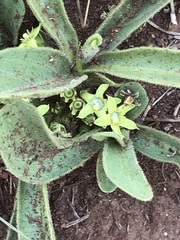 Vangueria pygmaea
