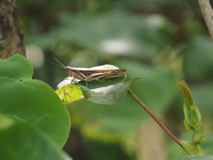 Stenocatantops splendens