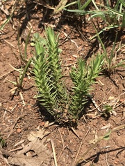 Crassula lanceolata transvaalensis