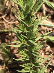 Crassula lanceolata transvaalensis
