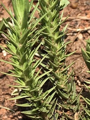 Crassula lanceolata transvaalensis