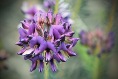 Gompholobium confertum