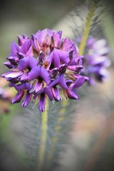 Gompholobium confertum