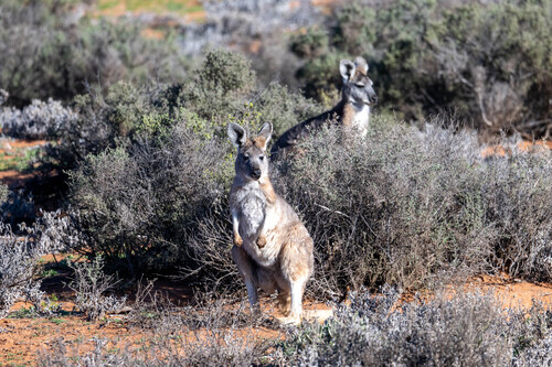Common Wallaroo