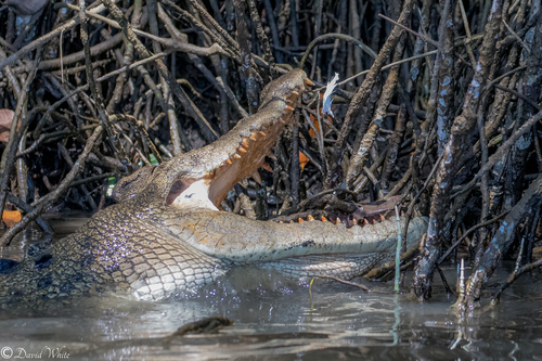 Saltwater Crocodile, Lower Daintree QLD 4873, Australia, photo 7 of 10