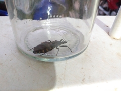 Triatoma infestans