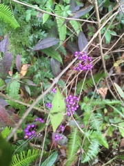 Callicarpa rubella