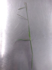 Leptochloa dubia