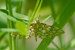 Lygropia rivulalis